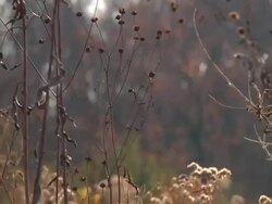Prairie 002 1080p30 Stock Footage