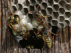 Common Wasp, vespula vulgaris, Group on Nest, Adults working and cleaning  Cells, Real Time Stock Footage