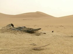 WS View of Bottlenose dolphin carcass partially submerged in beach sand / Port Elizabeth, Eastern Cape, South Africa Stock Footage