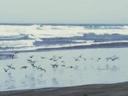 WS TS SLO MO Shot of large flock of baby seagulls flies past camera on ocean coast / Astoria, Oregon, United States  Stock Footage