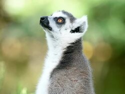 Ring-tailed Lemur Stock Footage