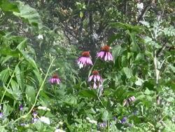 Echinacea Purpurea Pink Coneflower Daisies and Sprinkler Stock Footage