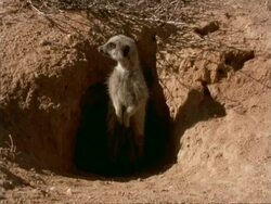 Meerkat (Suricata suricatta) emerges from burrow, looks around, Namaqualand, South Africa Stock Footage