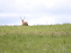 hart walk away Stock Footage