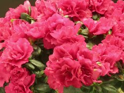 Close Up static _ Azaleas bloom, wilt, and recover Stock Footage