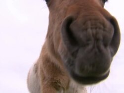 Dartmoor Ponies grazing in Dartmoor National Park. News Clip