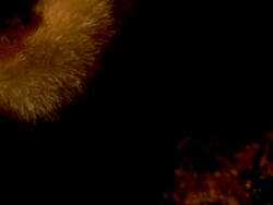 T/L - BCU Root germinating Stock Footage