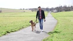 Mans best friend Stock Footage