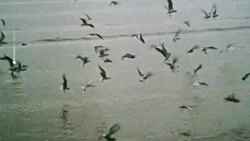 1969 TS Seabirds flying over the shoreline in a bay / Kent, England Stock Footage