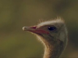 Ostrich (Struthio camellus) mating, male yawns cu, Namaqualand, South Africa Stock Footage