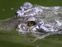 Alligator Stock Footage
