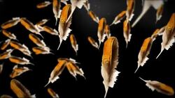 Brown and yellow feathers float in front of a black background. Stock Footage