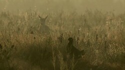 Gazelle and black francolin Stock Footage