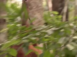 Orangutan swinging through trees Stock Footage