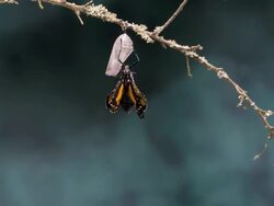 T/L Monarch butterfly (Danaus plexippus) emerging wide Stock Footage