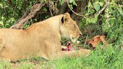 Wild African Lioness feeding Stock Footage