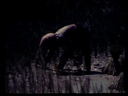 Cambodia Refugees News Clip