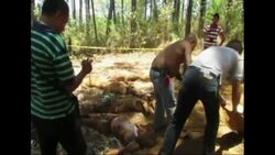 4:3 Authorities in Michoacan discover six bodies buried in mass grave Instructional Video