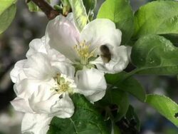 HD: Bee on a blossom Stock Footage