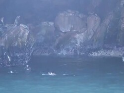 WS ZI Shot of Sea lion swimming in water / Paracas, Nazca, Peru Stock Footage