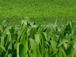 Corn Fields Stock Footage
