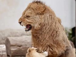 Mating lions. Stock Footage