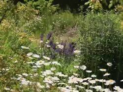 MS Shot of flowery meadow with marguerite, Chrysanthemum / Losheim, Saarland, Germany Stock Footage