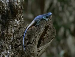 Animals in Dhofar, Salah, Agamid Lizard on tree, head bobbing, Oman Stock Footage