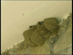 House Martin (Delichon urbicum) chick in nest, Cyprus (with audio) Stock Footage