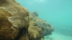 Small fish swim along sun-dappled corals. Stock Footage