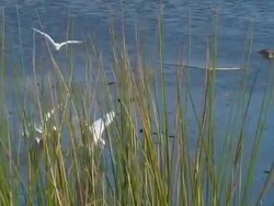 Egrets Feeding Stock Footage