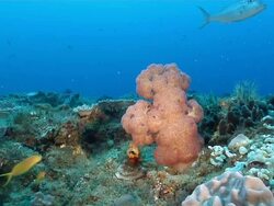 MS Shot of Reef covered with various coral and sponge with fish swimming around / Sodwana Bay, KwaZulu Natal, South Africa Stock Footage