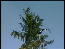 MS Bald Eagle, Haliaeetus leucocephalus, swooping down from tree, Arctic Circle Stock Footage
