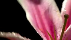 Flower Lily CU in beautiful light with water drops Stock Footage