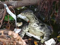 Varanus salvator Stock Footage