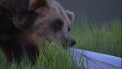 A bear tugs at a dummy and rips its pants off. Stock Footage