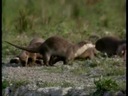 MCU Group of otters urinating and defecating in communal place, India Stock Footage