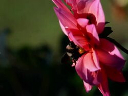bee in flower 03 Stock Footage