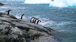 Gentoo Penguins Stock Footage
