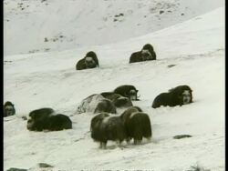 WA Musk Ox, Ovibos moschatus, herd in snow, Arctic Circle Stock Footage