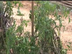 Alabama's tough new immigration law isn't producing farm jobs unemployed Americans want. Many of those who have ventured out into the fields to pick crops have quit after a single day, telling farmers the work is too hard and not worth the pay. News Clip