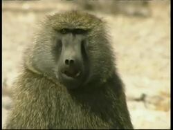 CU Male baboon sitting on rock chewing, pan right as stands and walks off, Kenya Stock Footage