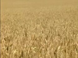 WA and CU Wheat field, wheat swaying in breeze, England Stock Footage