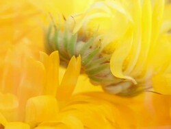 Tea Marigold. Stock Footage
