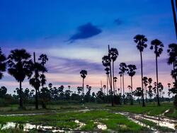 Sugar palm tree with sunset,time lapse Stock Footage