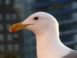 Seagull Stock Footage