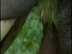 BCU Indian Elephant, Elephas maximus, mouth, Western Ghats, India Stock Footage