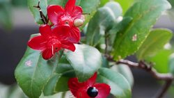 Red Mickey Mouse  flower Stock Footage