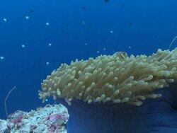 MS Anemone and skunk anemone fish / Palau, Micronesia, Palau  Stock Footage