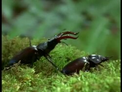 CU Male Stag Beetle (Lucanus cervus) mounting female, England Stock Footage